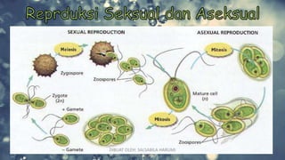 DIBUAT OLEH: SALSABILA HARUMI
WICAKSONO
 