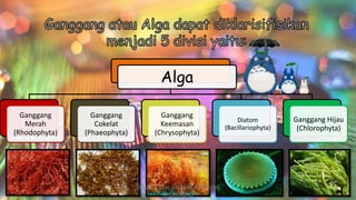 Alga
Ganggang
Merah
(Rhodophyta)
Ganggang
Cokelat
(Phaeophyta)
Ganggang
Keemasan
(Chrysophyta)
Diatom
(Bacillariophyta)
Ganggang Hijau
(Chlorophyta)
DIBUAT OLEH: SALSABILA HARUMI
WICAKSONO
 