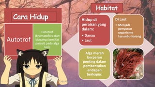 Hidup di
perairan yang
dalam:
• Danau
• Laut
Di Laut
• Menjadi
penyusun
organisme
terumbu karang
Alga merah
berperan
penting dalam
pembentukan
endapan
berkapur.
Autotrof
Hetetrof
(kromatofora dan
biasanya bersifat
parasit pada alga
lain)
DIBUAT OLEH: SALSABILA HARUMI
WICAKSONO
 