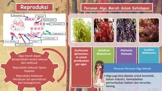 Alga merah dapat
bereproduksi secara seksual
dan aseksual.
Reproduksi Seksual: Spora
Haploid.
Reproduksi Aseksual:
Persatuan sel spermatium
dan karpogonium.
Reproduksi Peranan Alga Merah dalam Kehidupan
Eucheuma
Spinosimu-
m untuk
pembuatan
gar-agar.
Gelidium
Robustrum
Palmaria
Palmata
Corallina
Mediterania
Peranan-Peranan Alga Merah
•Alga juga bisa dipakai untuk kosmetik,
bahan industri, memadatkan
pertumbuhan bakteri dan terumbu
karang.DIBUAT OLEH: SALSABILA HARUMI
WICAKSONO
 