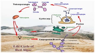 DIBUAT OLEH: SALSABILA HARUMI
WICAKSONO
 