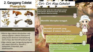o
Ukuran talus mulai dari mikroskopis sampai
makroskopis. Berbentuk tegak, bercabang,
atau filamen tidak bercabang.
Memiliki kloroplas tunggal.
Memiliki pirenoid yang
terdapat di dalam kloroplas.
Bagian dalam dinding sel tersusun
dari lapisan selulosa, sedangkan
bagian luar dari gumi.
Mempunyai jaringan transportasi air dan
zat makanan yang analog dengan
jaringan transportasi pada tumbuhan
darat.
Alga Cokelat
•Warna alga cokelat ditimbulkan oleh
adanya pigmen cokelat (fukosantin)
yang secara dominan menyelubungi
warna hijau dari klorofil pada jaringan.
•Alga cokelat juga mengandung pigmen
lain seperti klorofil a, klorofil c,
violasantin, B-karoten, dan
diadinosantin.
Ciri- Ciri Alga Cokelat
DIBUAT OLEH: SALSABILA HARUMI
WICAKSONO
 