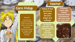 Hidup di laut
(terutama
laut yang
bersuhu
dingin dan
sedang).
Di daerah
tropis, alga
cokelat
biasanya hidup
di kedalaman
220 meter pada
air yang jernih.
Di daerah
subtropis, alga
cokelat hidup di
daerah
intertidal
(litoral sampai
sublitoral)
Autotrof.
Fotosintesis
terjadi di helaian
yang menyerupai
daun. Gula yang
dihasilkan
ditransportasikan
ke tangkai yang
menyerupai
batang.
DIBUAT OLEH: SALSABILA HARUMI
WICAKSONO
 