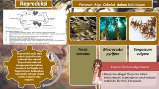 Reproduksi pada alga
cokelat terjadi secara
aseksual dan seksual.
Reproduksi aseksual
dengan pembentukkan
zoospora berflagela dan
flagementasi. Sedangkan,
reproduksi seksual terjadi
secara oogami atau
isogami.
Peranan Alga Cokelat dalam Kehidupan
Fucus
serratus
Macrocystis
pyrifera
Sargassum
vulgare
Peranan-Peranan Alga Cokelat
•Berperan sebagai fitoplanka dalam
ekosistem air, asam alginat untuk industri
makanan, farmaisi dan pupuk.
DIBUAT OLEH: SALSABILA HARUMI
WICAKSONO
 