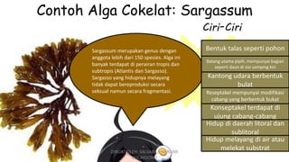 Contoh Alga Cokelat: Sargassum
Sargassum merupakan genus dengan
anggota lebih dari 150 spesies. Alga ini
banyak terdapat di perairan tropis dan
subtropis (Atlantis dan Sargasso).
Sargasso yang hidupnya melayang
tidak dapat bereproduksi secara
seksual namun secara fragmentasi.
Bentuk talas seperti pohon
Batang utama pipih, mempunyai bagian
seperti daun di sisi samping kiri
Kantong udara berbentuk
bulat
Reseptakel mempunyai modifikasi
cabang yang berbentuk bukat
Konseptakel terdapat di
ujung cabang-cabang
Hidup di daerah litoral dan
sublitoral
Hidup melayang di air atau
melekat substrat
Ciri-Ciri
DIBUAT OLEH: SALSABILA HARUMI
WICAKSONO
 
