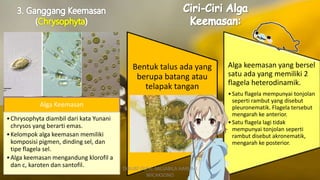 o
Bentuk talus ada yang
berupa batang atau
telapak tangan
Alga keemasan yang bersel
satu ada yang memiliki 2
flagela heterodinamik.
•Satu flagela mempunyai tonjolan
seperti rambut yang disebut
pleuronematik. Flagela tersebut
mengarah ke anterior.
•Satu flagela lagi tidak
mempunyai tonjolan seperti
rambut disebut akronematik,
mengarah ke posterior.
Alga Keemasan
•Chrysophyta diambil dari kata Yunani
chrysos yang berarti emas.
•Kelompok alga keemasan memiliki
komposisi pigmen, dinding sel, dan
tipe flagela sel.
•Alga keemasan mengandung klorofil a
dan c, karoten dan santofil. DIBUAT OLEH: SALSABILA HARUMI
WICAKSONO
 