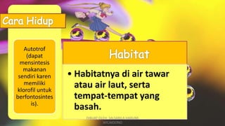 • Habitatnya di air tawar
atau air laut, serta
tempat-tempat yang
basah.
Autotrof
(dapat
mensintesis
makanan
sendiri karen
memiliki
klorofil untuk
berfontosintes
is).
DIBUAT OLEH: SALSABILA HARUMI
WICAKSONO
 