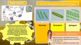 Reproduksi pada alga keemasan dapat
terjadi secara seksual dan aseksual.
Reproduksi seksual dengan cara
membentuk sel khusus yang disebut
auksospora. Auksospora adalah zigot
yang dilindungi oleh suat dinding sel
yang berbeda dengan dinding sel pada
umumnya.
Reproduksi aseksual dengan cara
membelah diri menghasilkan spora motil
berflagela yang disebut zoospora
Reproduksi Peranan Alga Keemasan dalam Kehidupan
Navicula Pinnularia Spirogyra
Peranan-Peranan Alga Keemasan
•Alga keemasan merupakan penyusunan
utama plankton yang berperan penting di
lingkungan laut.
•Con: plankton, produsen di perairan laut.
DIBUAT OLEH: SALSABILA HARUMI
WICAKSONO
 