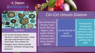 o
Ciri-Ciri Umum Diatom
Talus bersel satu.
Struktur talus
terdiri dari dua
bagian, yaitu
wadah disebut
hipoteka dan
tutupnya lebih
besar disebut
epiteka.
Inti sel berada di
pusat
sitoplasma.
Kloroplasma
mempunyai
bentuk yang
bervariasi, yaitu
seperti cakram,
seperti huruf H,
periferal dan
pipih
Alga Diatom
• Inti sel dan kloroplas diatom
berwarna cokelat keemasan, tetapi
ada juga yang berwarna hijau
kekuningan atau cokelat tua.
• Sebagian besar diatom bersifat
uniseluler, walaupun ad juga yang
berkoloni. DIBUAT OLEH: SALSABILA HARUMI
WICAKSONO
 