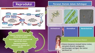 Diatom melakukan reproduksi
seksual dan aseksual.
Reproduksi seksual: persatuan sel
sperma dan ovum.
Reproduksi aseksual:
pembelahan hipoteka dan
epiteka.
Reproduksi Peranan Diatom dalam Kehidupan
Actinastrum Desmidium Bacteriastrum
Peranan-Peranan Diatom
•Diatom berperan menjadi bahan isolasi,
penyekat dinamit, penggosok,
pembuangan saringan, dan bahan
pembuat catDIBUAT OLEH: SALSABILA HARUMI
WICAKSONO
 