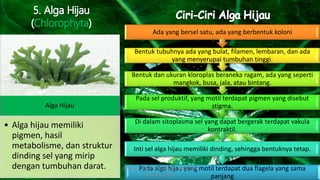o
Pada alga hijau yang motil terdapat dua flagela yang sama
panjang
Inti sel alga hijau memiliki dinding, sehingga bentuknya tetap.
Di dalam sitoplasma sel yang dapat bergerak terdapat vakula
kontraktil.
Pada sel produktif, yang motil terdapat pigmen yang disebut
stigma.
Bentuk dan ukuran kloroplas beraneka ragam, ada yang seperti
mangkok, busa, jala, atau bintang.
Bentuk tubuhnya ada yang bulat, filamen, lembaran, dan ada
yang menyerupai tumbuhan tinggi.
Ada yang bersel satu, ada yang berbentuk koloni
Alga Hijau
• Alga hijau memiliki
pigmen, hasil
metabolisme, dan struktur
dinding sel yang mirip
dengan tumbuhan darat. DIBUAT OLEH: SALSABILA HARUMI
WICAKSONO
 