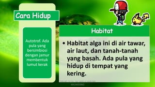 Autotrof. Ada
pula yang
bersimbiosi
dengan jamur
membentuk
lumut kerak
• Habitat alga ini di air tawar,
air laut, dan tanah-tanah
yang basah. Ada pula yang
hidup di tempat yang
kering.
DIBUAT OLEH: SALSABILA HARUMI
WICAKSONO
 