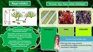 Alga hijau berproduksi dengan cara
aseksual dan seksual.
Reproduksi aseksual terjadi dengan
pembentukan zoospora, yaitu spora
yang dapat bergerak atau berpindah
tempat.
Reproduksi seksual berlangsung
dengan konjugasi, yaitu bersatunya
zigotspora. Zigotspora tidak
mempunyai alat gerak
Reproduksi Peranan Alga Hijau dalam Kehidupan
Spirogyra Ulva Chlorella
Peranan-Peranan Alga Hijau
•Sifat alga hijau yang autotrof
menjadikannya sebagai produsen penting,
dimanapun habitatnya.
DIBUAT OLEH: SALSABILA HARUMI
WICAKSONO
 