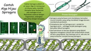 Proses Konjugasi
•Spirogyra yang berlawan jenis berdekatan kemudian
muncul tonjolan yang saling mendekati hingga bersatu
membentuk pembuluh.
•Protoplasma dari sel Spirogyra jeni + pindah ke
Spyrogyra jenis -, sehingga terjadi plastogami yang
kemudian diikuti kariogami
•Hasil persatuan ini berupa zigospora yang diploid.
Zigospora mengalami meiosis dan terbentuklah empat
sel baru yang diploid. Dari keempat sel ini, ada satu sel
yang tumbuhan menjadi benang Spirogyra.
Habitat Spirogyra adalah di
air tawar. Alga ini mempunyai
ciri khusus yaitu, memiliki
kloroplas besar berbentuk
pita melingkar di sel.
Reproduksi aseksual dengan
fragmentasi, sedangkan
seksualnya dengan konjugasi
Contoh
Alga Hijau:
Spirogyra
DIBUAT OLEH: SALSABILA HARUMI
WICAKSONO
 