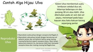 Contoh Alga Hijau: Ulva Koloni Ulva membentuk suatu
lembaran setebal dua sel,
lebarnya beberapa cm dan
panjang 30 cm atau lebih. Ulva
ditemukan pada air asin dan air
payau, menempel pada kayu-
kayuan atau batu-batuan karang
sepanjang pantai
•Reproduksi aseksualnya dengan zoospora berflagela 4.
•Reproduksi seksualnya terjadi dengan bersatunya sel
kelamin jantan dan sel kelamin betina yang masing-
masing berbentuk seperti zoospora biasa. Akan tetapi,
kedua jenis kelamin itu, berukuran lebih kecil daripada
zoospora biasa dan masing-masing berflagela dua.
Reproduksi
Ulva
DIBUAT OLEH: SALSABILA HARUMI
WICAKSONO
 