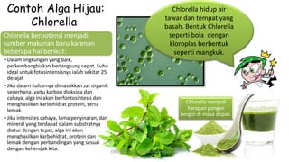 Chlorella berpotensi menjadi
sumber makanan baru karenan
beberapa hal berikut:
•Dalam lingkungan yang baik,
perkembangbiakan berlangsung cepat. Suhu
ideal untuk fotosintensisnya ialah sekitar 25
derajat
•Jika dalam kulturnya dimasukkan zat organik
sederhana, yaitu karbon dioksida dan
cahaya, alga ini akan berfontosintesis dan
menghasilkan karbohidrat protein, serta
lemak.
•Jika intensites cahaya, lama penyinaran, dan
mineral yang terdapat dalam substratnya
diatur dengan tepat, alga ini akan
menghasilkan karbohidrat, protein dan
lemak dengan perbandingan yang sesuai
dengan kehendak kita.
Contoh Alga Hijau:
Chlorella
Chlorella hidup air
tawar dan tempat yang
basah. Bentuk Chlorella
seperti bola dengan
kloroplas berbentuk
seperti mangkuk.
Chlorella menjadi
harapan pangan
bergizi di masa depan.
DIBUAT OLEH: SALSABILA HARUMI
WICAKSONO
 