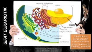 Eukariotik: inti
diselubungi oleh
membran inti dan
organel-organelnya
dikelilingi membran
DIBUAT OLEH: SALSABILA HARUMI
WICAKSONO
 