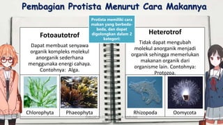 Fotoautotrof
Dapat membuat senyawa
organik kompleks molekul
anorganik sederhana
menggunaka energi cahaya.
Contohnya: Alga.
Chlorophyta Phaeophyta
Pembagian Protista Menurut Cara Makannya
Heterotrof
Tidak dapat mengubah
molekul anorganik menjadi
organik sehingga memerlukan
makanan organik dari
organisme lain. Contohnya:
Protozoa.
Rhizopoda Oomycota
Protista memiliki cara
makan yang berbeda-
beda, dan dapat
digolongkan dalam 2
kategori:
DIBUAT OLEH: SALSABILA HARUMI
WICAKSONO
 