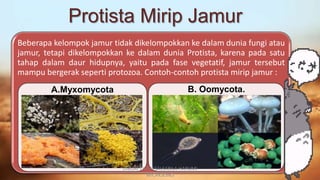 Protista Mirip Jamur
Beberapa kelompok jamur tidak dikelompokkan ke dalam dunia fungi atau
jamur, tetapi dikelompokkan ke dalam dunia Protista, karena pada satu
tahap dalam daur hidupnya, yaitu pada fase vegetatif, jamur tersebut
mampu bergerak seperti protozoa. Contoh-contoh protista mirip jamur :
A.Myxomycota B. Oomycota.
DIBUAT OLEH: SALSABILA HARUMI
WICAKSONO
 