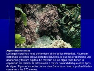Algas coralinas rojas

Las algas coralinas rojas pertenecen al filo de los Rodofitos. Acumulan
carbonato de calcio en sus ...