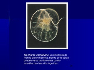 Noctiluca scintillans , un dinoflagelado
marino bioluminiscente. Dentro de la célula
pueden verse las diatomeas pardoamari...