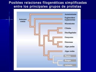 Posibles relaciones filogenéticas simplificadas
entre los principales grupos de protistas

35

 