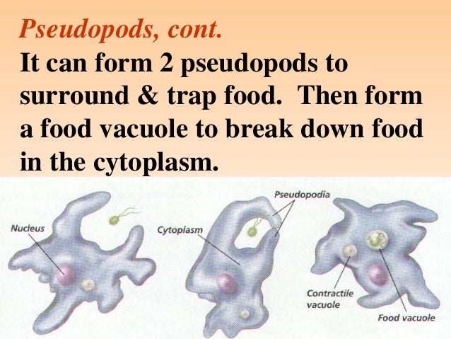 Protist & Fungi