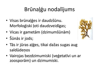 Brūnaļģu nodalījumsVisas brūnaļģes ir daudzšūnu. Morfoloģiski ļoti daudzveidīgas;Vicas ir gametām (dzimumšūnām)Šūnās ir jods;Tās ir jūras aļģes, tikai dažas sugas aug saldūdeņosVairojas bezdzimumiski (veģetatīvi un ar zoosporām) un dzimumiski.