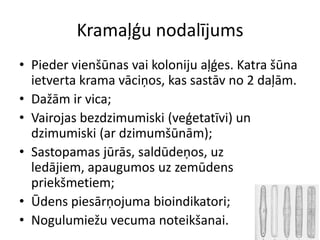 Kramaļģu nodalījumsPieder vienšūnas vai koloniju aļģes. Katra šūna ietverta krama vāciņos, kas sastāv no 2 daļām.Dažām ir vica;Vairojas bezdzimumiski (veģetatīvi) un dzimumiski (ar dzimumšūnām);Sastopamas jūrās, saldūdeņos, uz ledājiem, apaugumos uz zemūdens priekšmetiem;Ūdens piesārņojuma bioindikatori;Nogulumiežu vecuma noteikšanai.