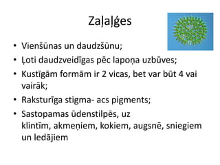 ZaļaļģesVienšūnas un daudzšūnu;Ļoti daudzveidīgas pēc lapoņa uzbūves;Kustīgām formām ir 2 vicas, bet var būt 4 vai vairāk; Raksturīga stigma- acs pigments;Sastopamas ūdenstilpēs, uz klintīm, akmeņiem, kokiem, augsnē, sniegiem un ledājiem