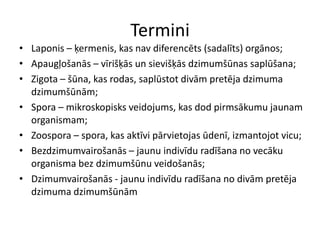 TerminiLaponis – ķermenis, kas nav diferencēts (sadalīts) orgānos;Apaugļošanās – vīrišķās un sievišķās dzimumšūnas saplūšana;Zigota – šūna, kas rodas, saplūstot divām pretēja dzimuma dzimumšūnām;Spora – mikroskopisks veidojums, kas dod pirmsākumu jaunam organismam;Zoospora – spora, kas aktīvi pārvietojas ūdenī, izmantojot vicu;Bezdzimumvairošanās – jaunu indivīdu radīšana no vecāku organisma bez dzimumšūnu veidošanās;Dzimumvairošanās - jaunu indivīdu radīšana no divām pretēja dzimuma dzimumšūnām