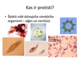 Kas ir protisti?Šķidrā vidē dzīvojošie vienkāršie organismi – aļģes un vienšūņi.