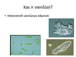 Kas ir vienšūņi?Heterotrofi vienšūnas eikarioti