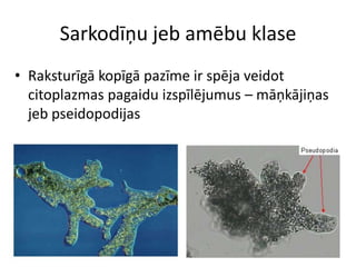 Sarkodīņu jeb amēbu klaseRaksturīgā kopīgā pazīme ir spēja veidot citoplazmas pagaidu izspīlējumus – māņkājiņas jeb pseidopodijas