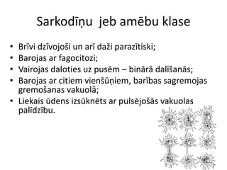 Sarkodīņu  jeb amēbu klaseBrīvi dzīvojoši un arī daži parazītiski;Barojas ar fagocitozi;Vairojas daloties uz pusēm – binārā dalīšanās;Barojas ar citiem vienšūņiem, barības sagremojas gremošanas vakuolā;Liekais ūdens izsūknēts ar pulsējošās vakuolas palīdzību.