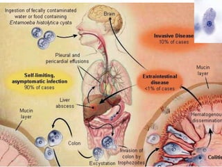 Vicaiņu klaseGalvenā kopīgā pazīme ir viena vai dažas (retumis daudzas) vicas.Plaši izplatīti saldūdeņos un jūrās;