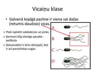 Ķermeni klāj elestīgs apvalks - pellikula