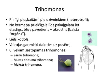 TrihomonasPilnīgi pieskaitāmi pie dzīvniekiem (heterotrofi);No ķermeņa priekšgala līdz pakaļgalam iet elastīgs, blīvs pavediens – aksostils (balsta “orgāns”).Liels kodols;Vairojas gareniski daloties uz pusēm;Cilvēkam sastopamās trihomonas:Zarnu trihomona;Mutes dobuma trihomona;Maksts trihomona.