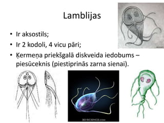 LamblijasIr aksostils;Ir 2 kodoli, 4 vicu pāri;Ķermeņa priekšgalā diskveida iedobums – piesūceknis (piestiprinās zarna sienai).