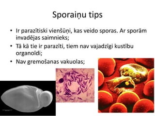 Sporaiņu tipsIr parazītiski vienšūņi, kas veido sporas. Ar sporām invadējas saimnieks;Tā kā tie ir parazīti, tiem nav vajadzīgi kustību organoīdi;Nav gremošanas vakuolas;