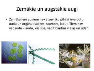 Zemākie un augstākie augiZemākajiem augiem nav atsevišķu pilnīgi izveidotu audu un orgānu (saknes, stumbrs, lapu). Tiem nav vadaudu – audu, kas spēj vadīt barības vielas un ūdeni
