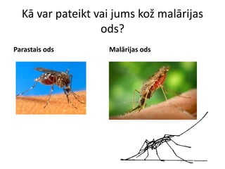 Kā var pateikt vai jums kož malārijas ods?Parastais odsMalārijas ods