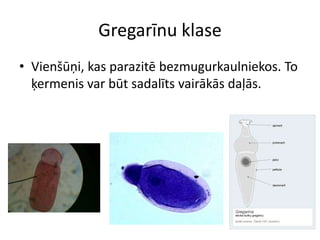 Gregarīnu klaseVienšūņi, kas parazitē bezmugurkaulniekos. To ķermenis var būt sadalīts vairākās daļās.