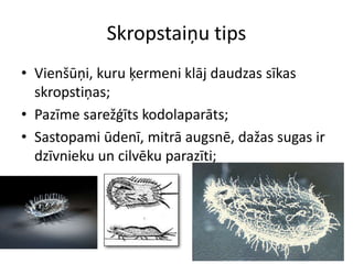 Skropstaiņu tipsVienšūņi, kuru ķermeni klāj daudzas sīkas skropstiņas;Pazīme sarežģīts kodolaparāts;Sastopami ūdenī, mitrā augsnē, dažas sugas ir dzīvnieku un cilvēku parazīti;