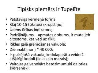 Tipisks piemērs ir TupelītePatstāvīga ķermeņa forma;Klāj 10-15 tūkstoši skropstiņu;Ūdens tīrības indikators;Padziļinājums – apmutes dobums, ir mute jeb citostoms, kas ved uz rīkli;Rīkles galā gremošanas vakuola;Diennaktī norij ~ 40 000;Ir pulsējošā vakuola, kodolaparātu veido 2 atšķirīgi kodoli (lielais un mazais);Vairojas galvenokārt bezdzimumiski daloties šķērseniski;