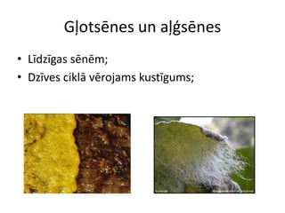 Gļotsēnes un aļģsēnesLīdzīgas sēnēm;Dzīves ciklā vērojams kustīgums;