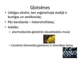 GļotsēnesLīdzīgas sēnēm, bet veģetatīvajā stadijā ir kustīgas un amēbveida;Pēc barošanās – heterotrofiskas;Iedalās:plazmodijveidagļotsēnēs (daudzkodolu masa)Celulārās (šūnveida) gļotsēnes ir atsevišķas šūnas