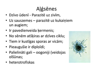 AļģsēnesDzīvo ūdenī - Parazitē uz zivīm, Uz sauszemes – parazitē uz kukaiņiem un augiem;Ir pavedienveida ķermenis;No sēnēm atšķiras ar dzīves ciklu;Tiem ir kustīgas sporas ar vicām;Pieaugušie ir diploīdi;Palielināti gali – oogoniji (veidojas olšūnas;heterotrofiskas