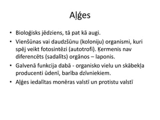 AļģesBioloģisks jēdziens, tā pat kā augi.Vienšūnas vai daudzšūnu (koloniju) organismi, kuri spēj veikt fotosintēzi (autotrofi). Ķermenis nav diferencēts (sadalīts) orgānos – laponis.Galvenā funkcija dabā - organisko vielu un skābekļa producenti ūdenī, barība dzīvniekiem.Aļģes iedalītas monēras valstī un protistu valstī