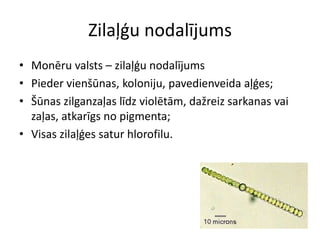 Zilaļģu nodalījumsMonēru valsts – zilaļģu nodalījumsPieder vienšūnas, koloniju, pavedienveida aļģes;Šūnas zilganzaļas līdz violētām, dažreiz sarkanas vai zaļas, atkarīgs no pigmenta;Visas zilaļģes satur hlorofilu.
